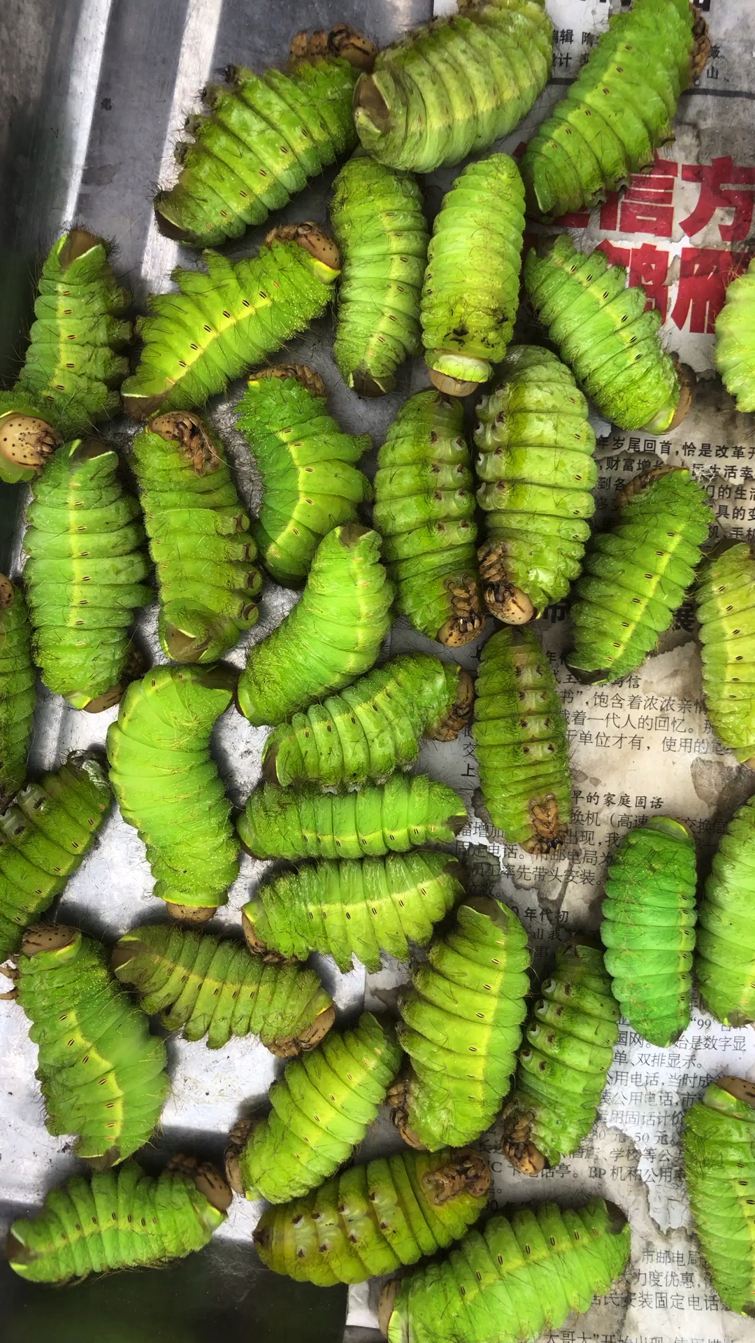 我要上热门#东北大蚕