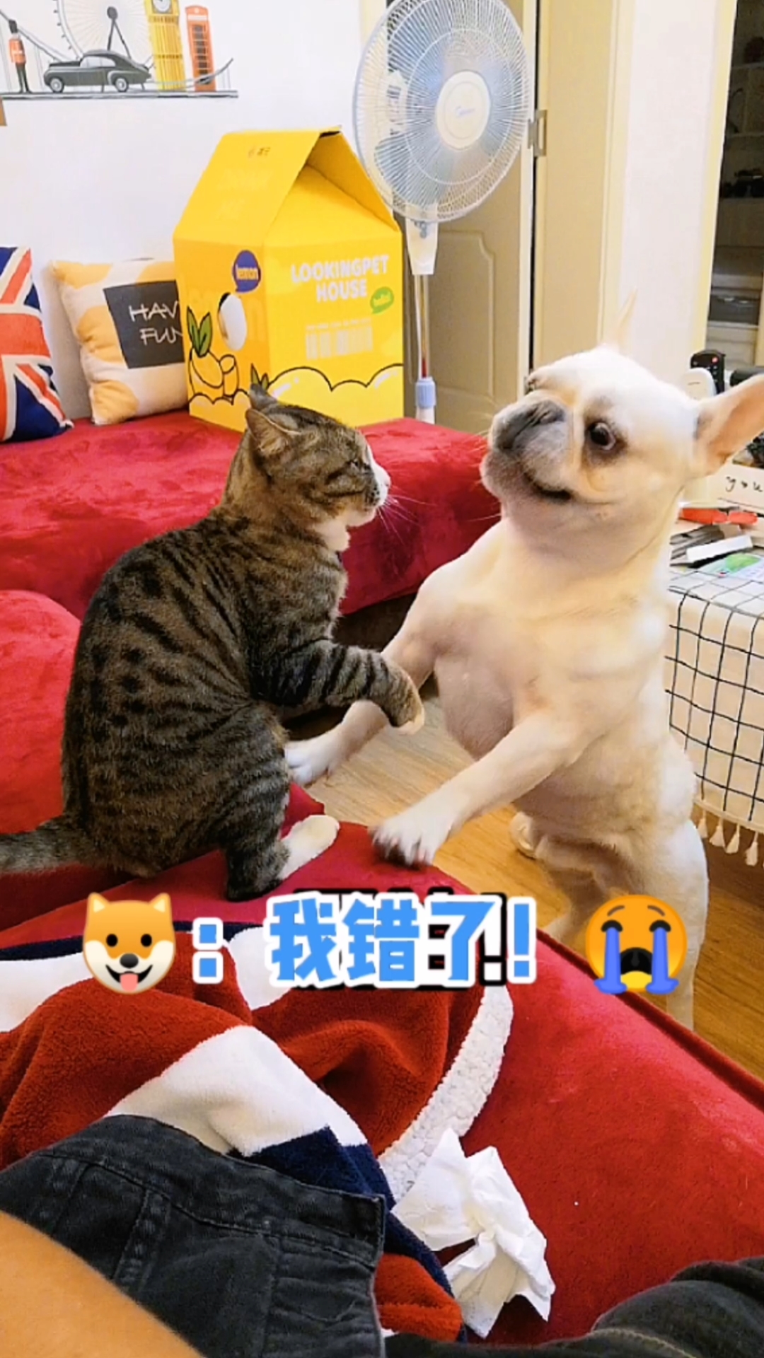 搞笑萌宠笑肚子疼爱惹事的狗子不光怂认错还贼快