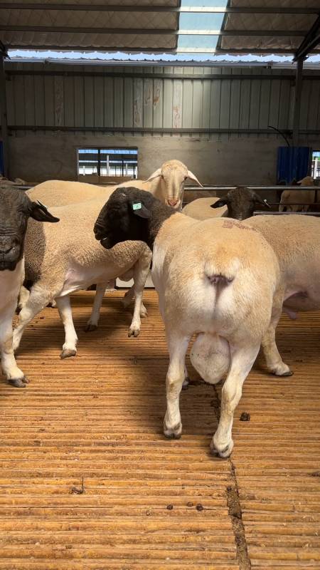 纯种杜泊绵羊种公羊,秋季配种一定不要出现近亲-度小视