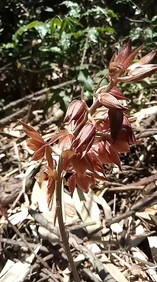 发现极品丹霞《无叶兰》