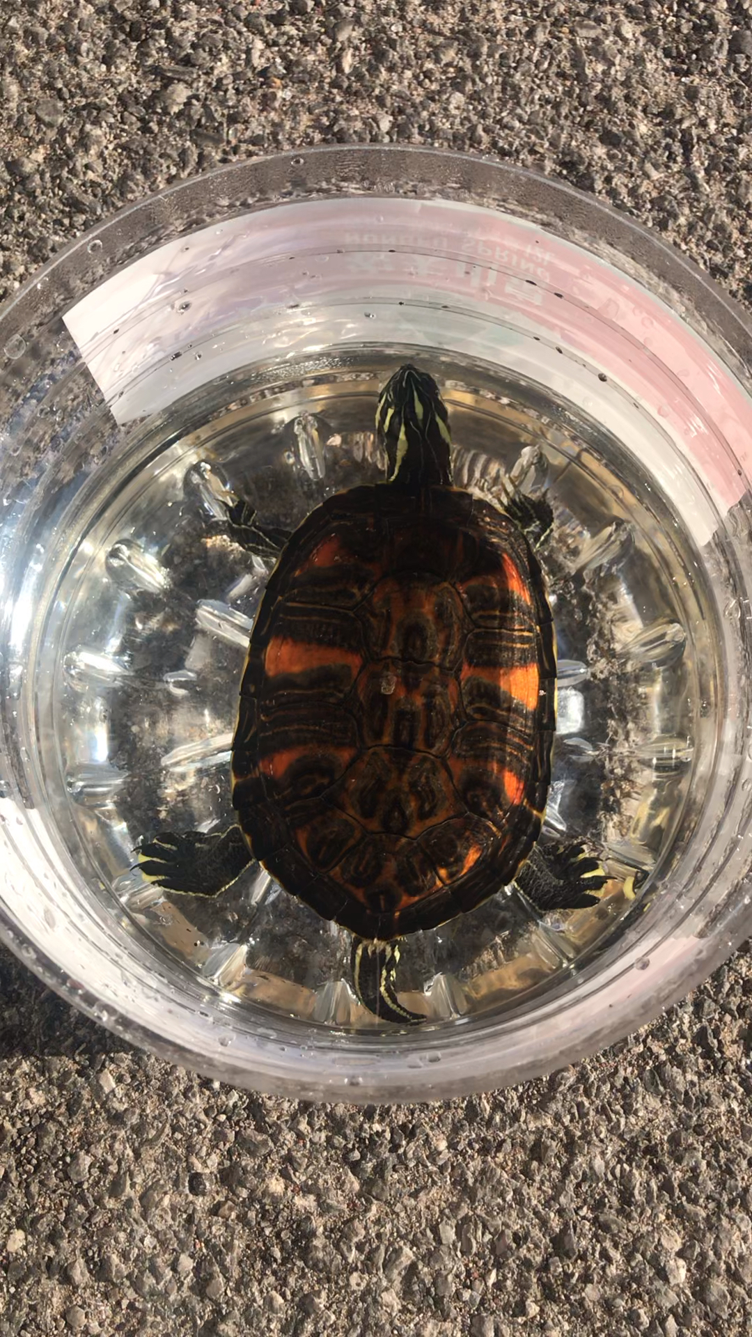 养龟#精品火焰龟