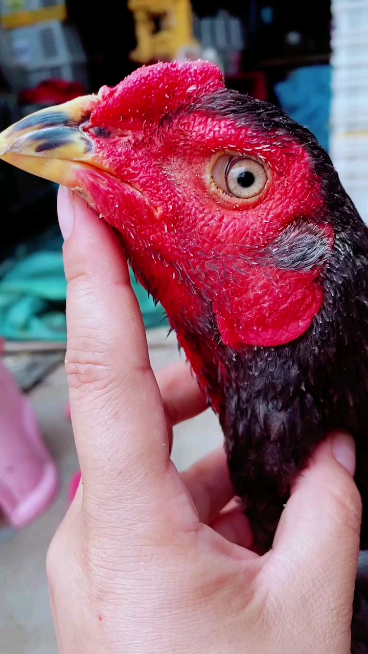 越南斗鸡#平头三棱加刚嘴的斗鸡