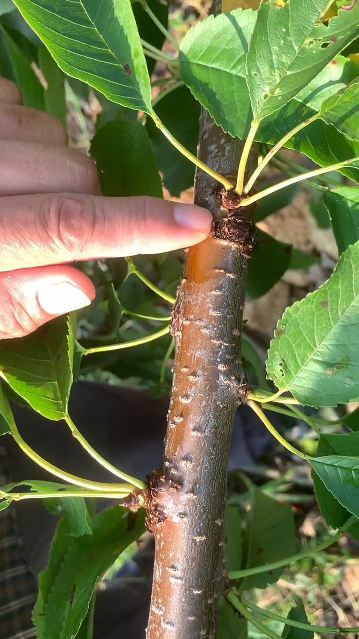 樱桃树怎么看花芽图片图片