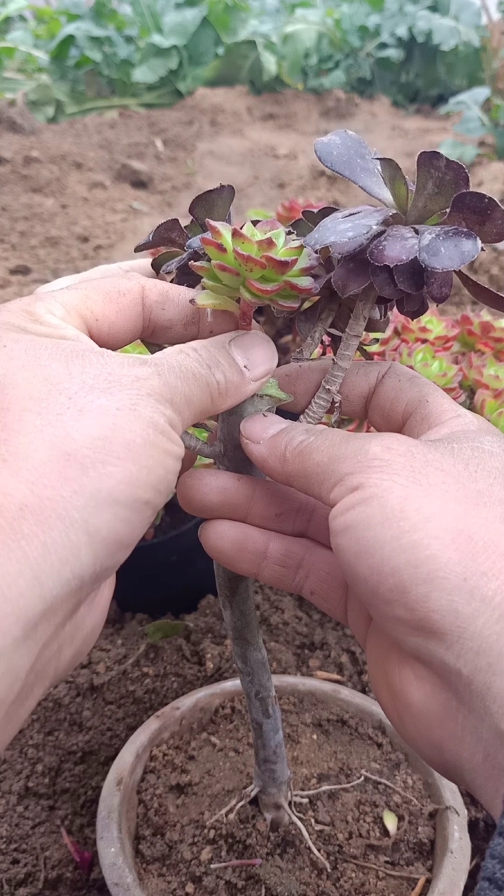 嫁接技术#黑法师嫁接多肉技术,一般人不懂-度小视