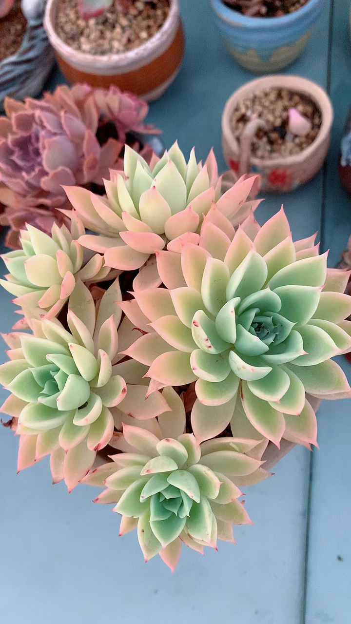 多肉植物#三色堇,终于有点颜色了