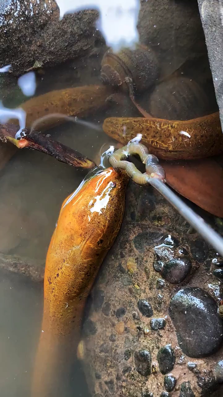 抓黃鱔釣黃鱔釣鱔