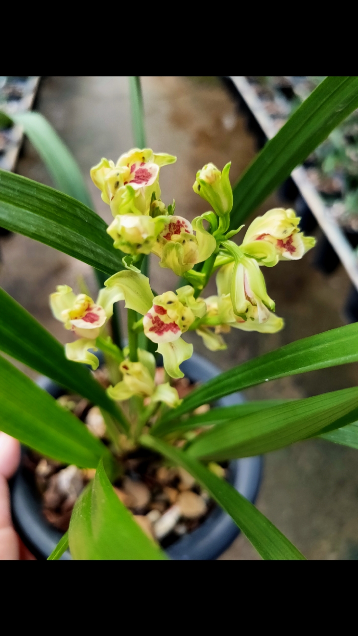 建兰彩云追月,今年开的第一盆,很香