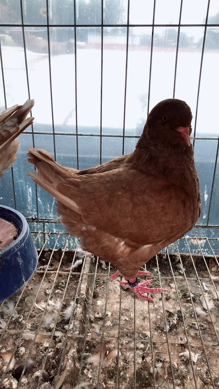 鸽子佳丽#一对中国红元宝鸽