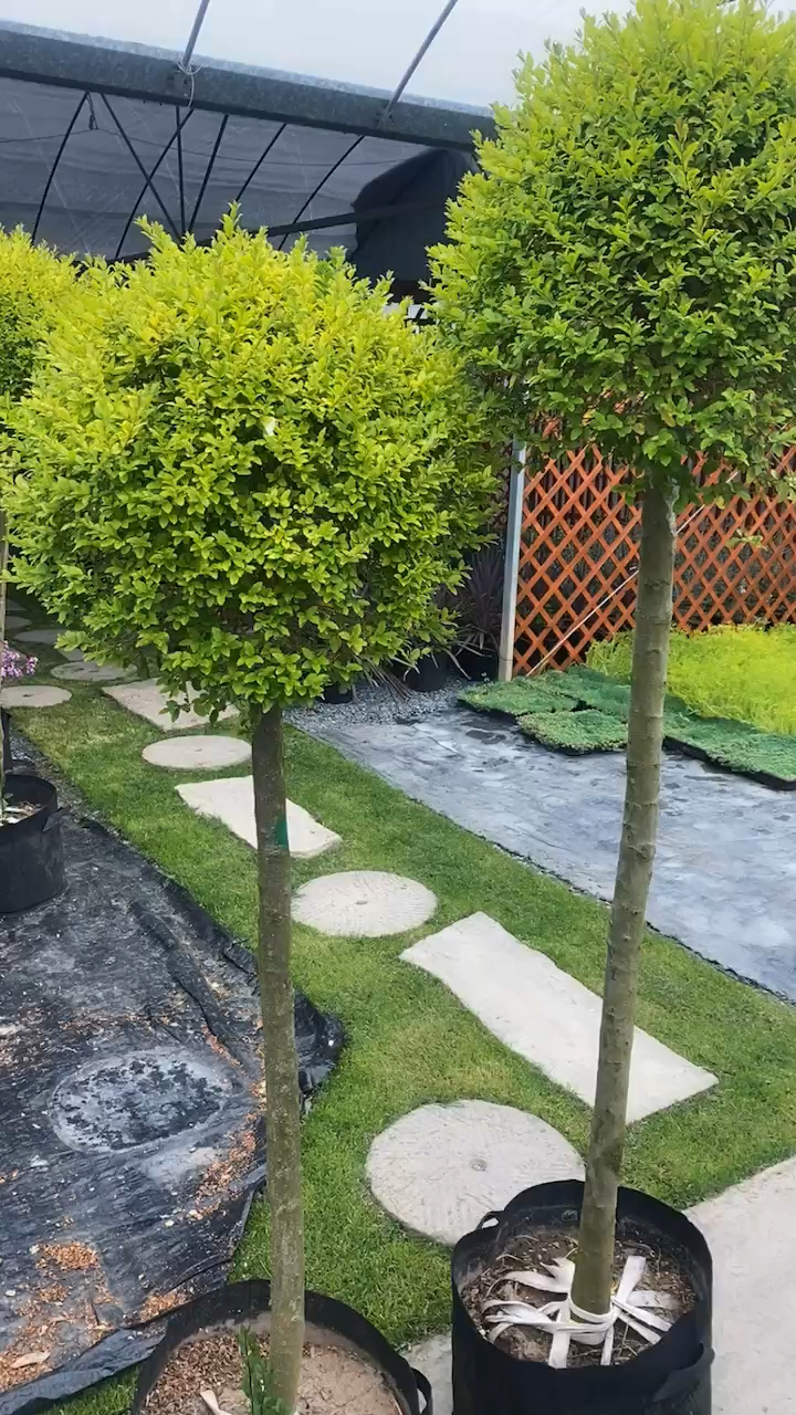 亮晶女贞棒棒糖