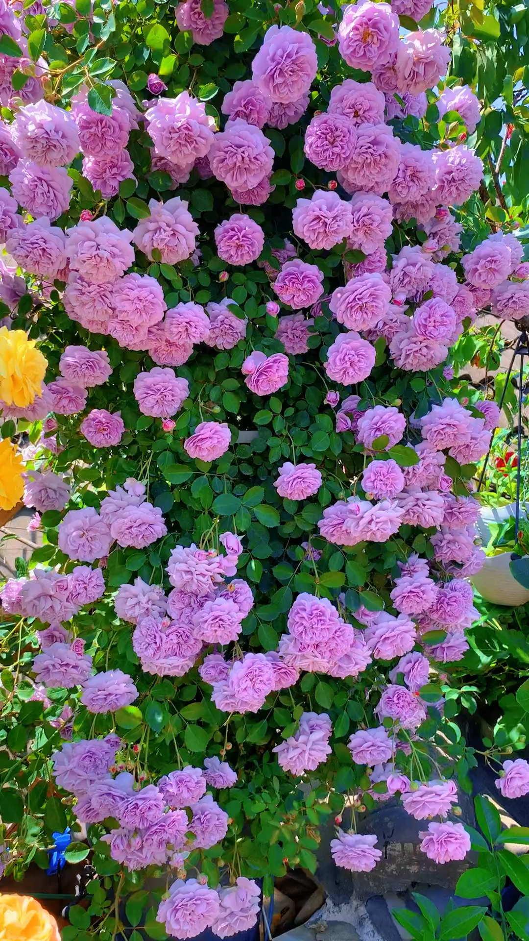 藤本月季蓝色阴雨花量多花期长多季循环开花