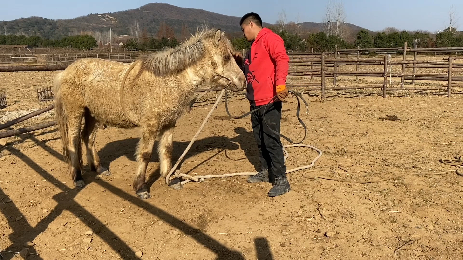 河南驯马小伙骑士威驯服蒙古烈马第八集!