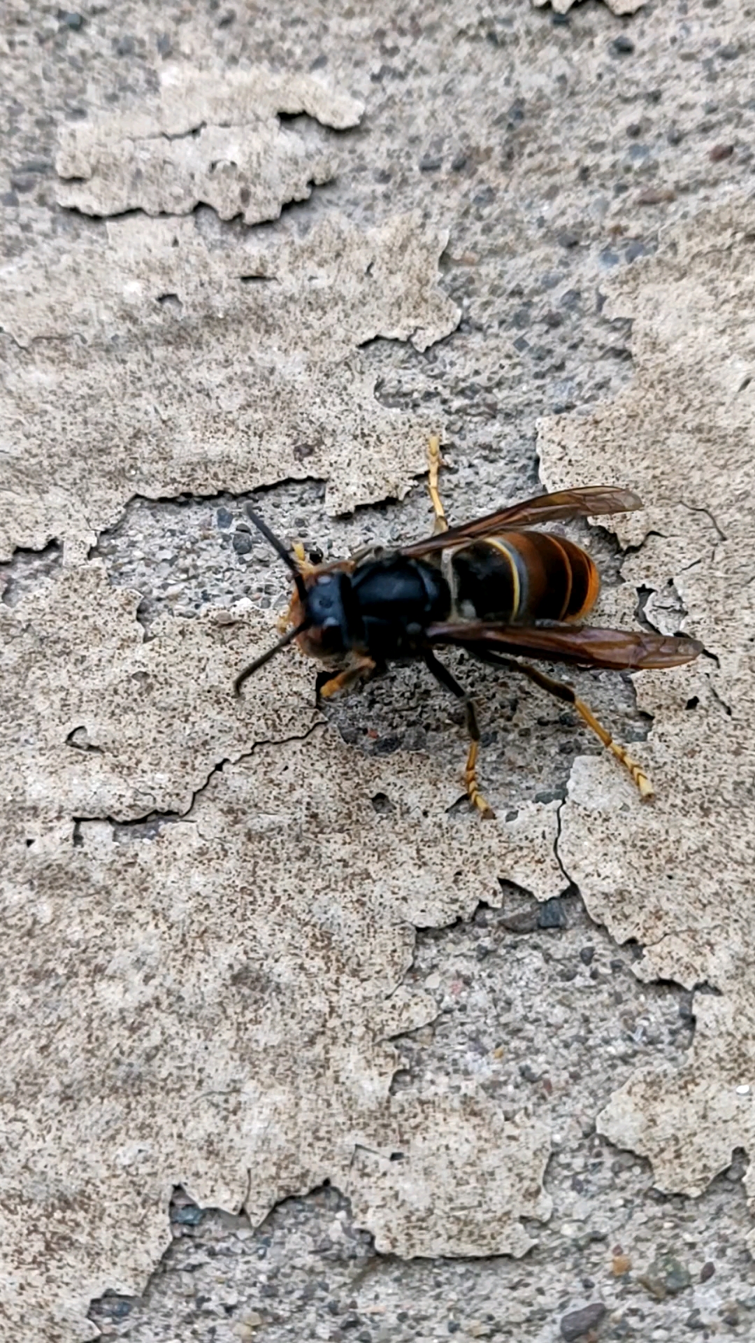 大黄蜂,马蜂中的战斗机