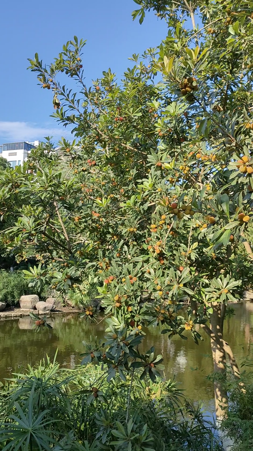 你好,夏天#河边杨梅成熟了