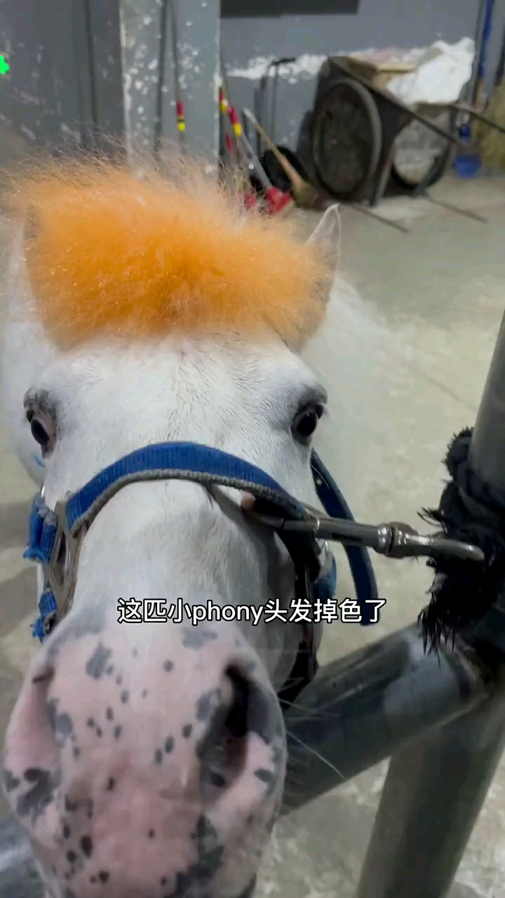 看小pony是怎么染发的马宠物美容