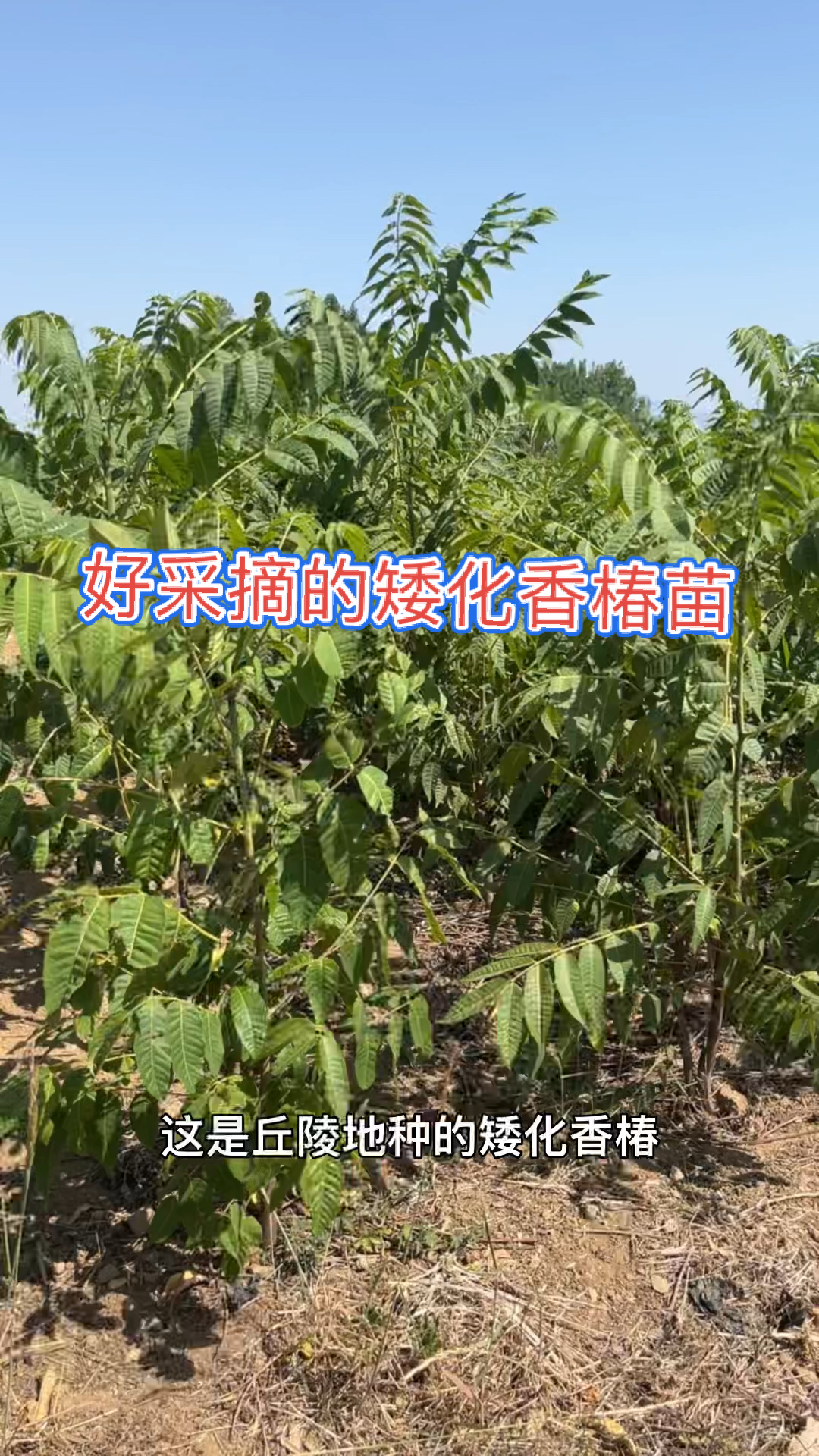 香椿露天矮化密植产量图片