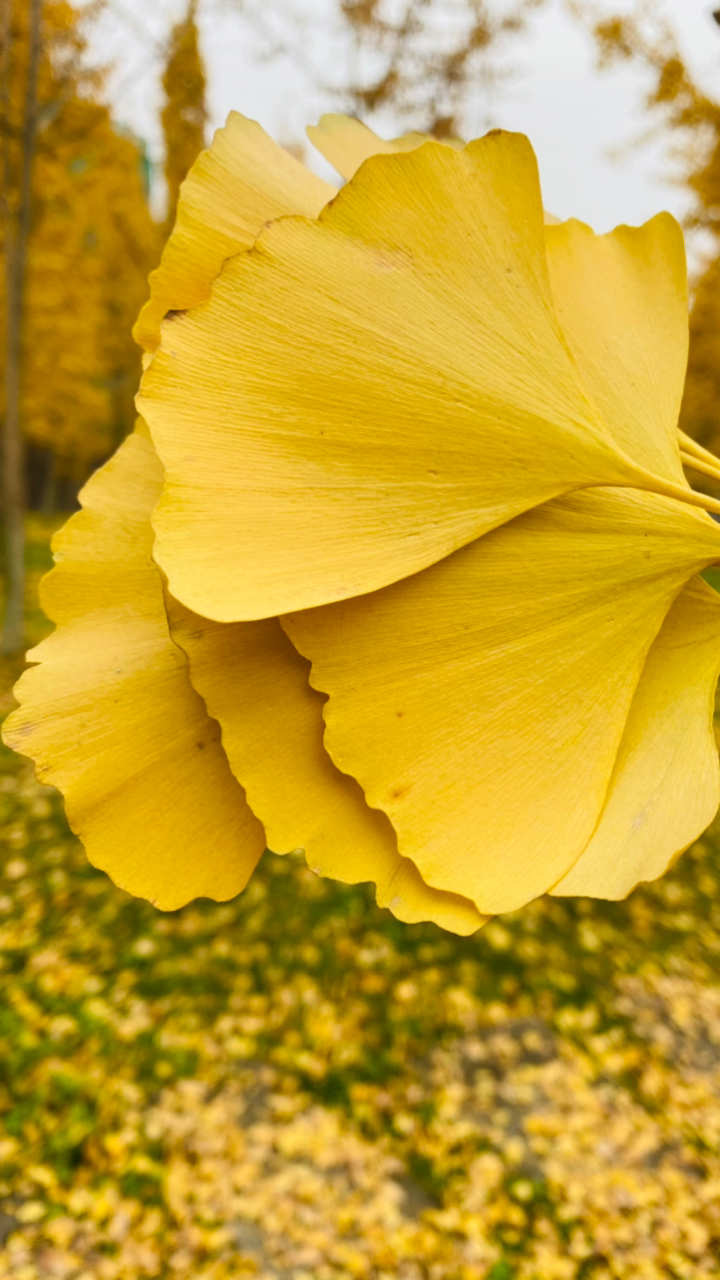 银杏叶#最美银杏叶,美好的秋天