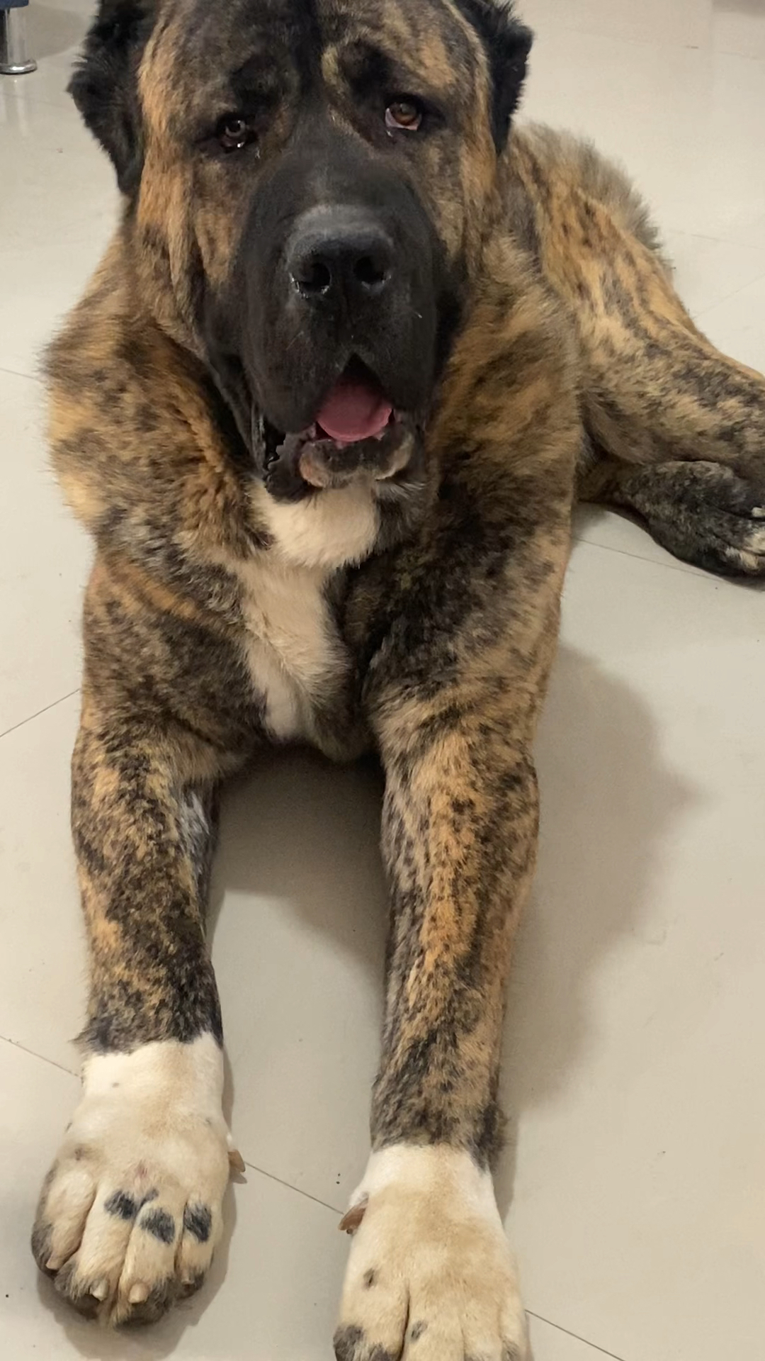 中亚牧羊犬大数据虎皮头版方正不邋遢真的是可遇而不可求