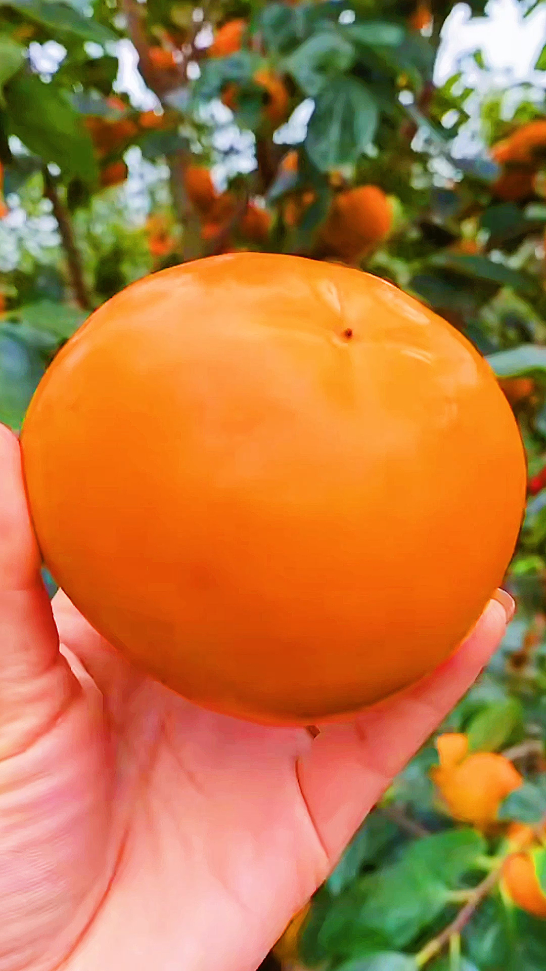 双11好物推荐陕西阳丰脆甜柿子日本引进品种无核无籽削皮后直接吃不用