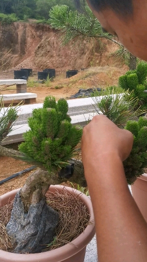 黑松盆景#黑松千寿丸扦插技术(一)芽头的选择和扦插时间.