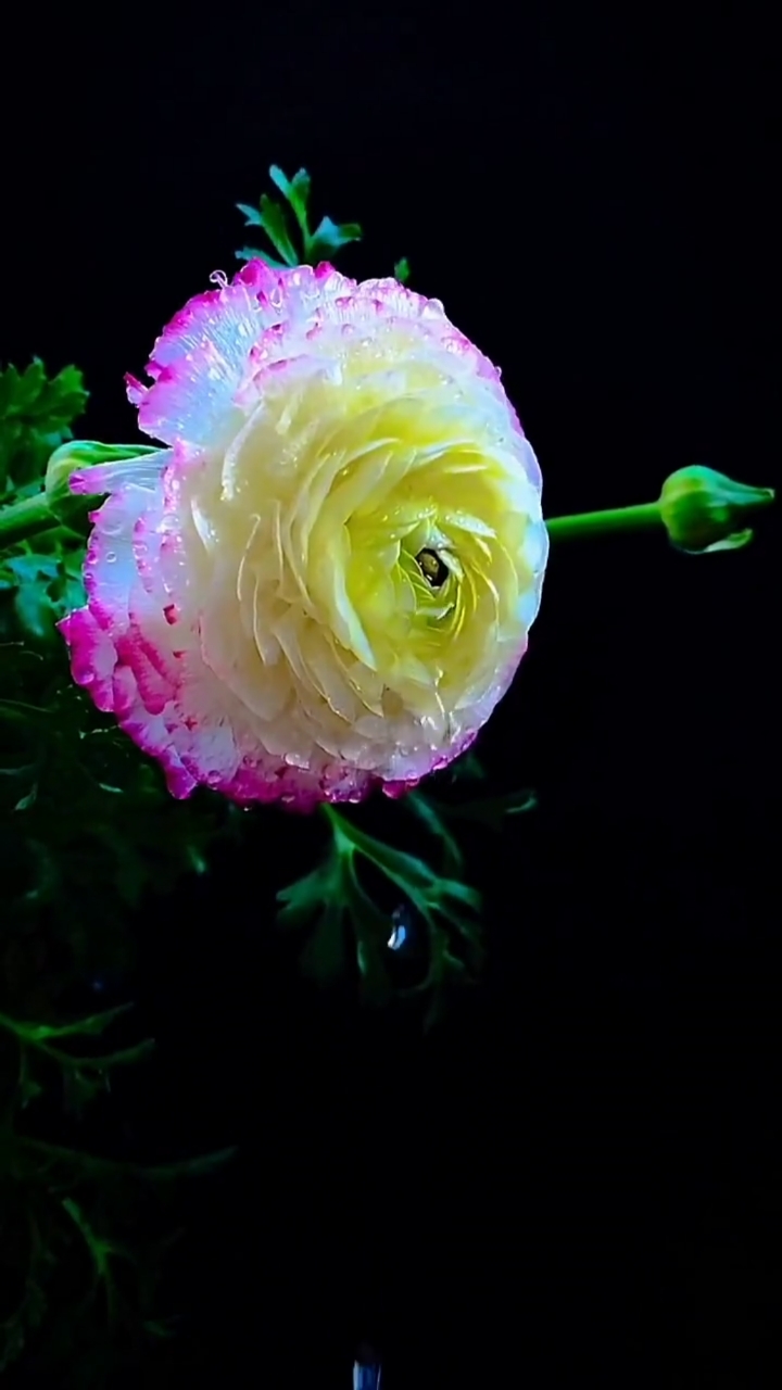 记录生活的点点滴滴#一束雨露中的花朵,让你拍的如此美伦美唤,亦试谮