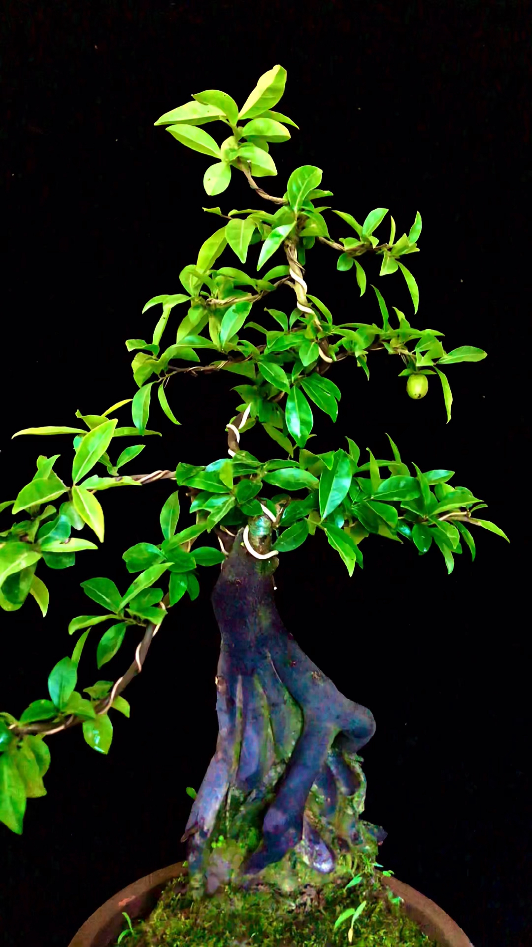 怪根金弹子#小品坨坨金弹子