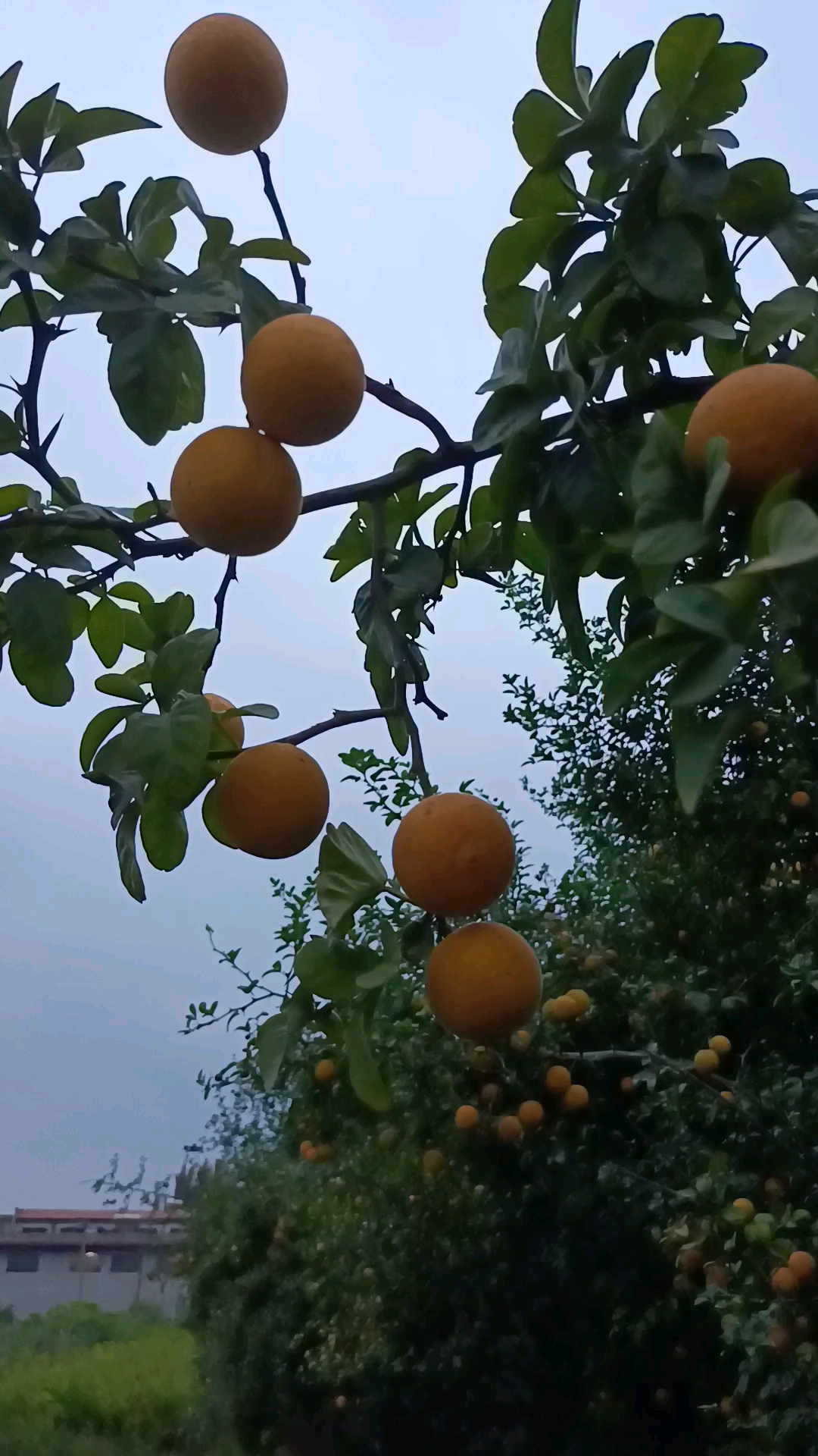 枸橘苗和枳壳苗是一个东西吗?