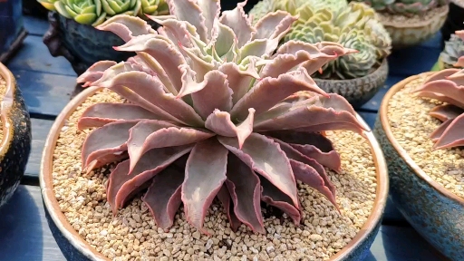 多肉植物霸气的饺子皮来了这造型还可以吧