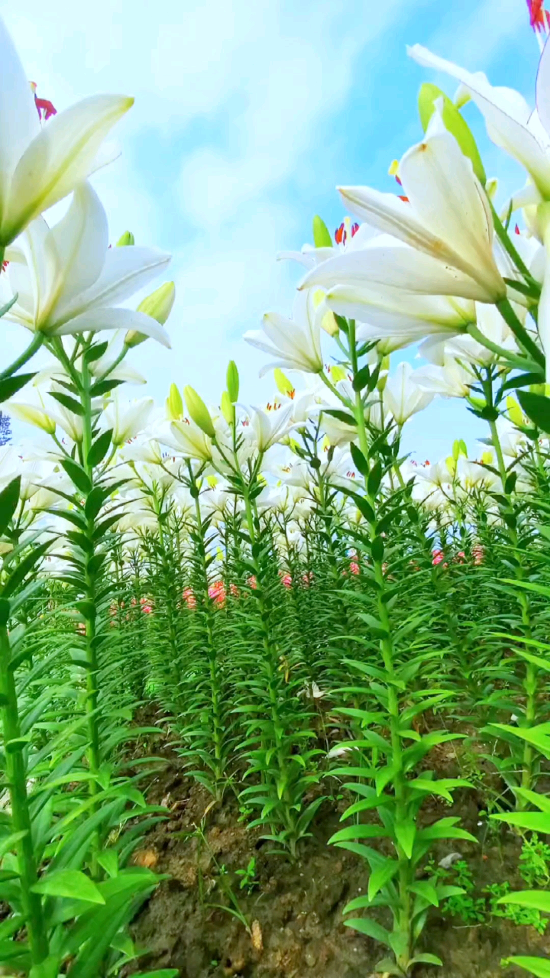 美丽的百合花海