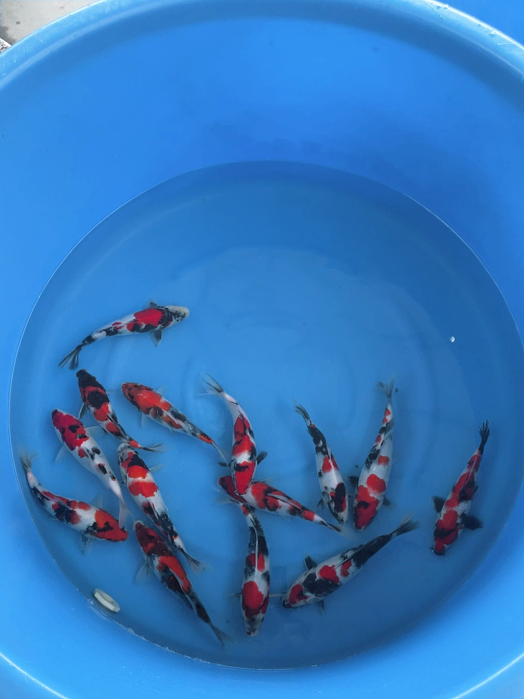 锦鲤#20到25公分精品昭和锦鲤鱼