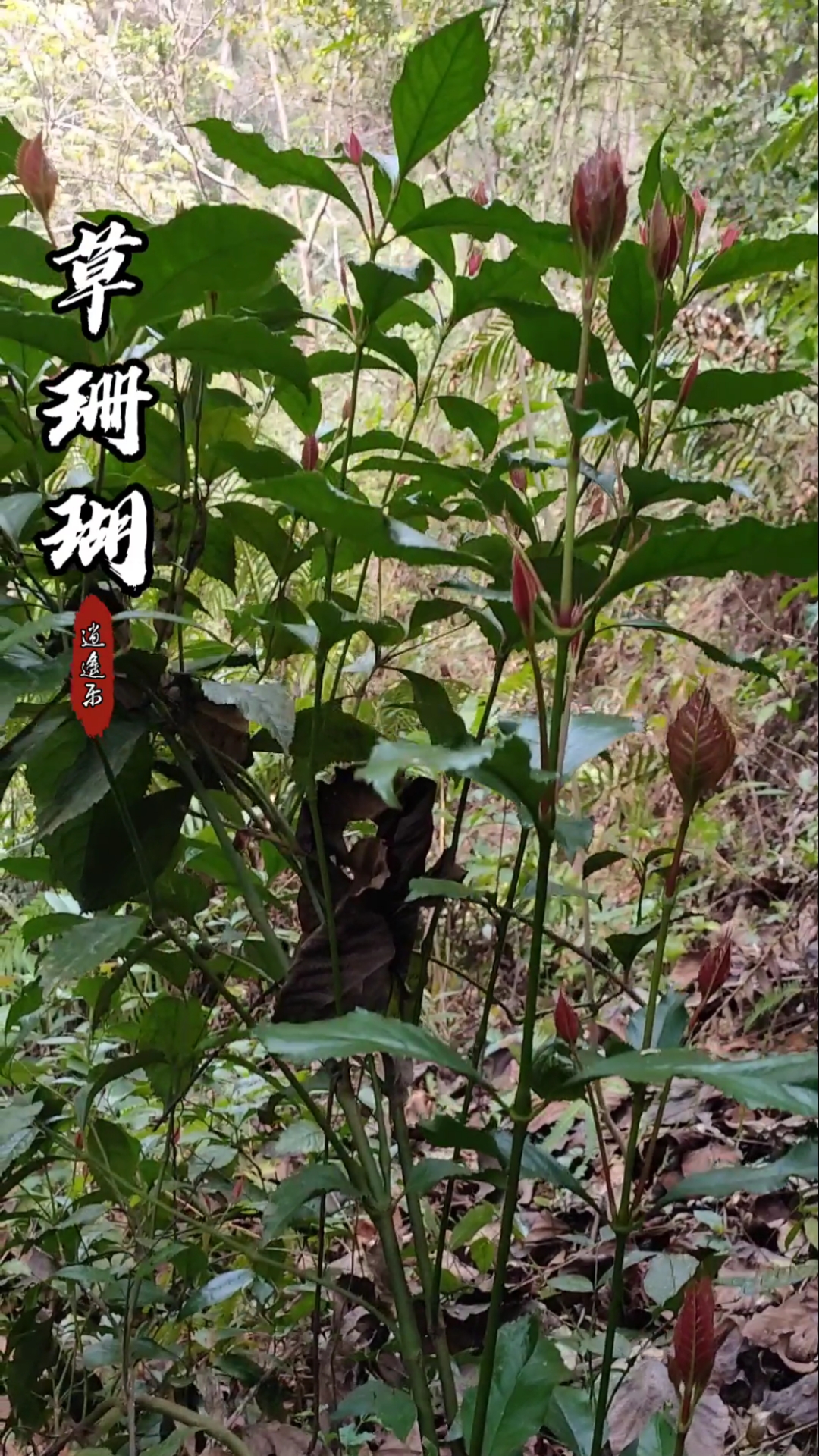 认识中草药#百草中药之草珊瑚,金栗兰科多年生常绿草本,全株入药,四