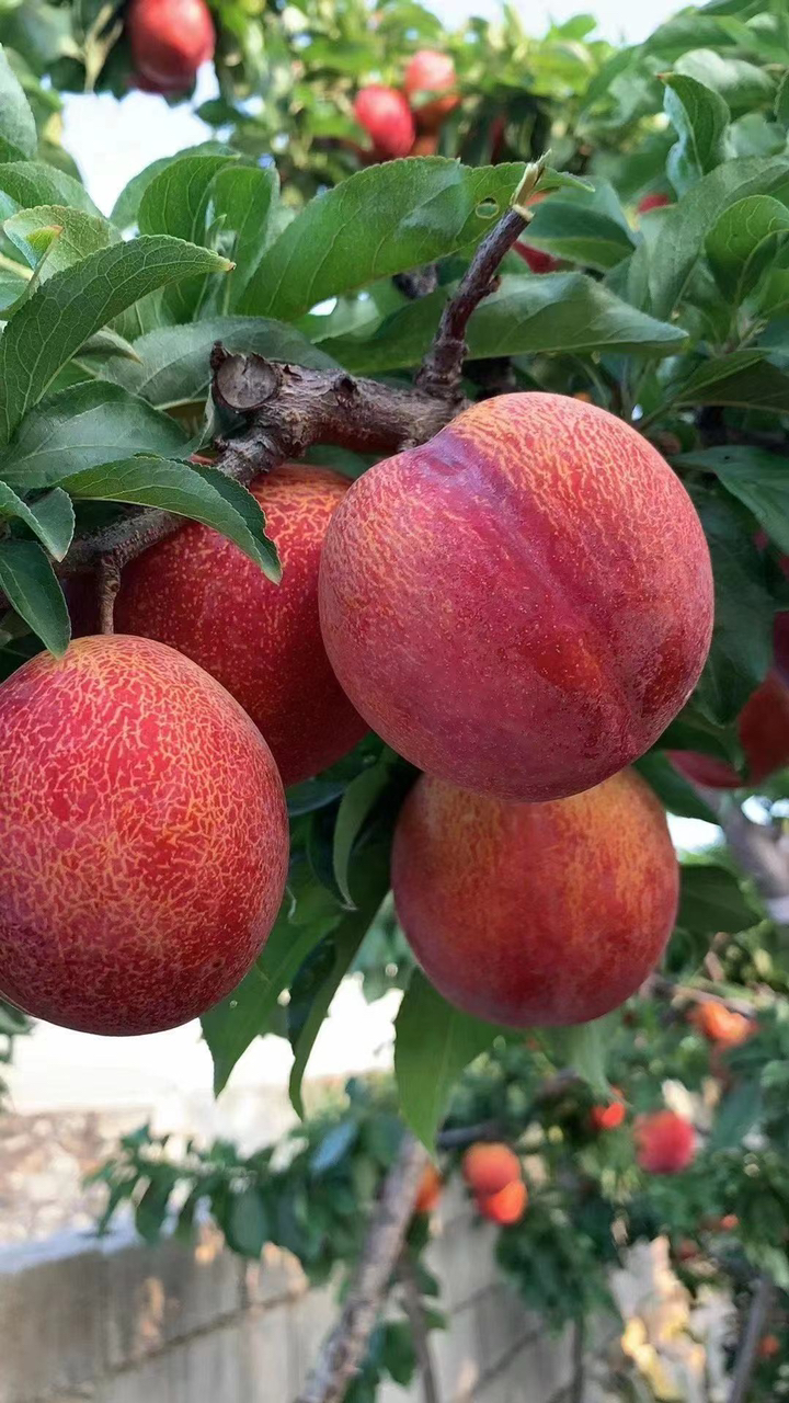 大红袍李子树苗,大果离核品种