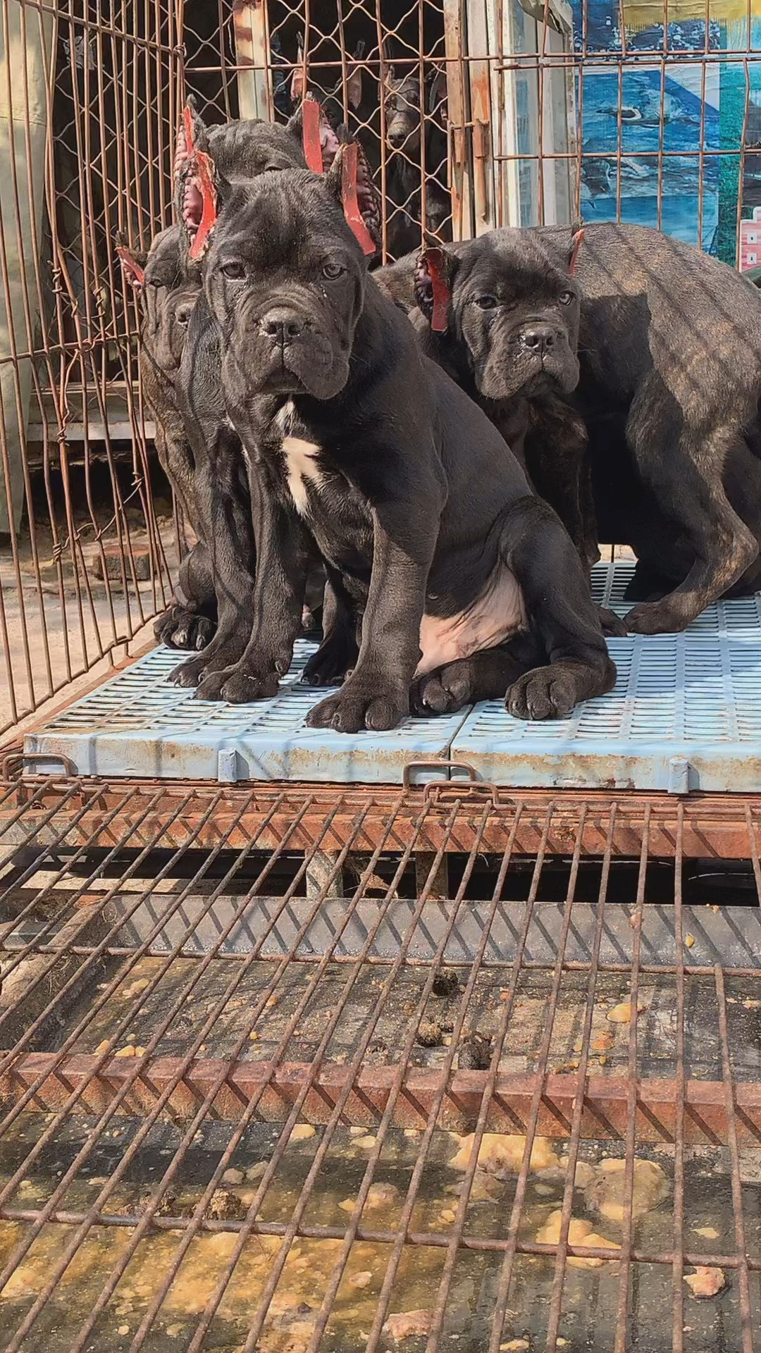 意大利卡斯罗护卫犬卡斯罗大型的标准猛犬小时候的样子也是萌萌哒