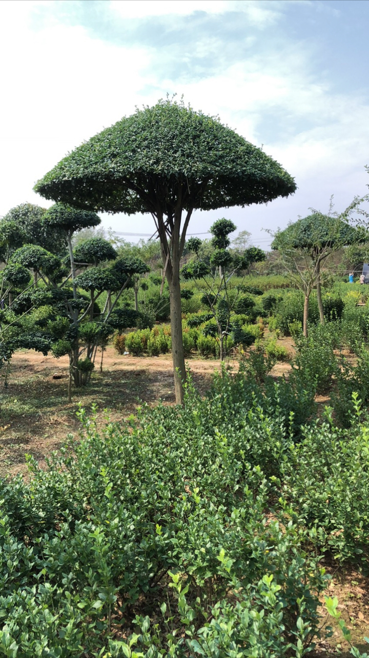 造型小叶女贞#庭院,广场风景树,小叶女贞造型树"伞"