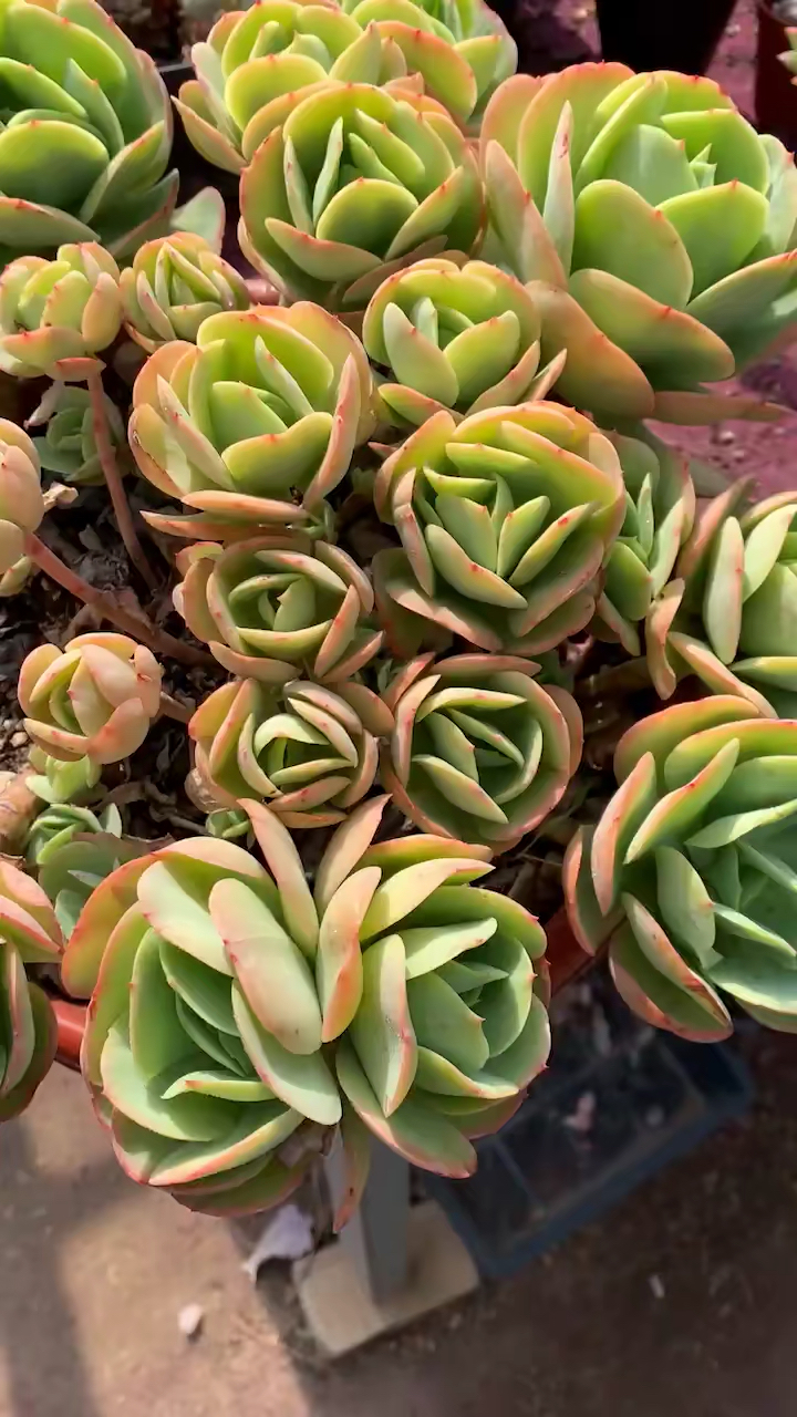 鸡蛋碧桃老桩88包邮