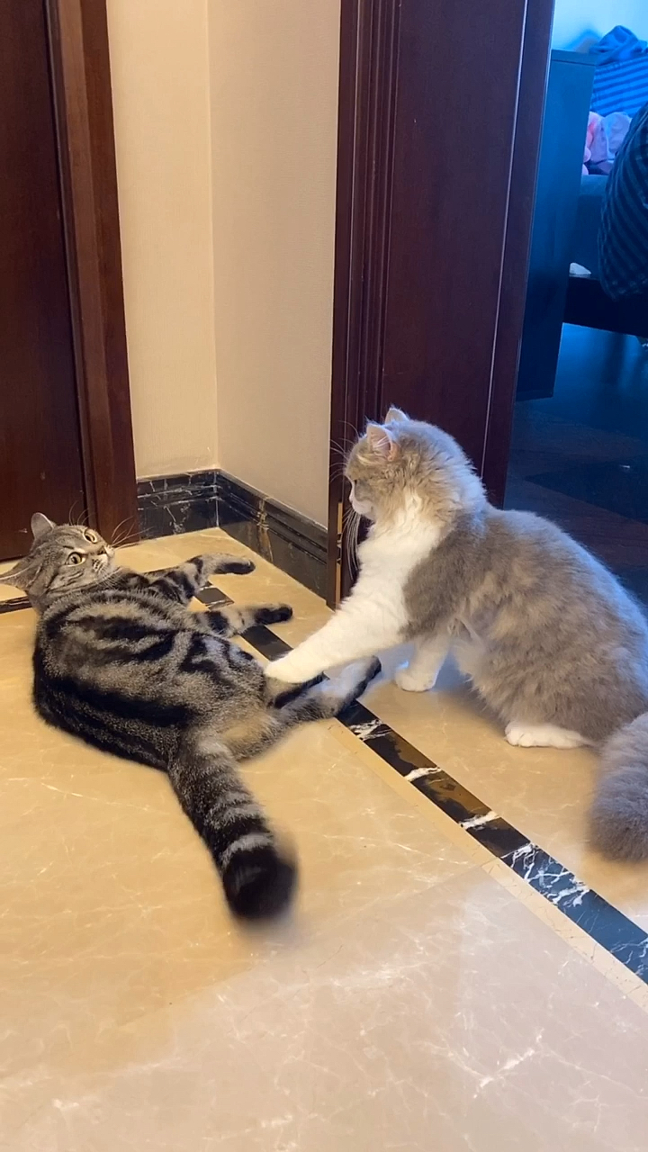 宠物最可爱的样子#猫咪版的求偶步伐