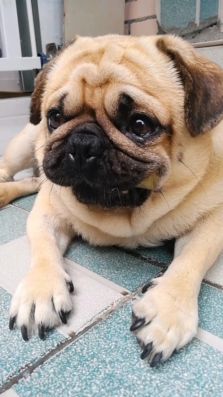 我家萌宠成精了#无家可归的狗子太可怜了