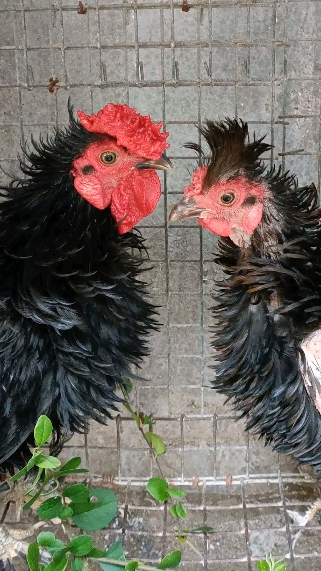 双冠黑翻毛,咱中国的特色观赏鸡之一.