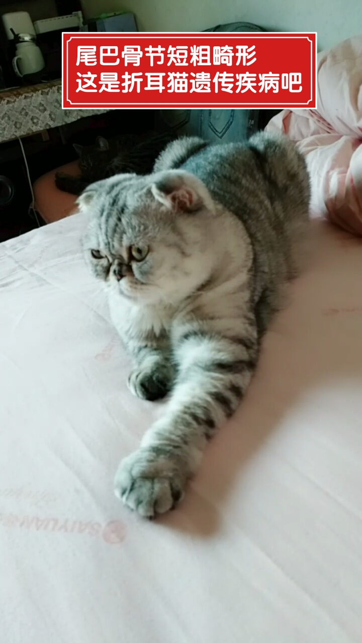 家有猫咪#肉肉出生发现小尾巴畸形,这是折耳猫遗传疾病吧.