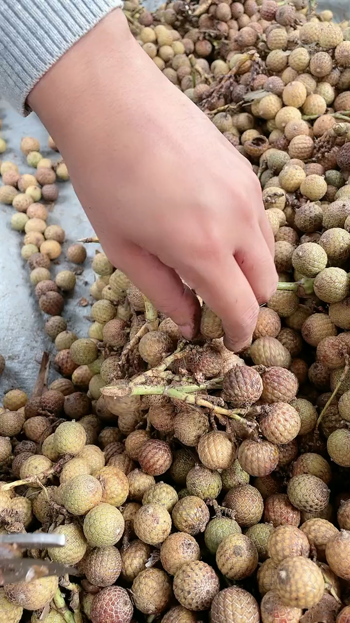 像荔枝一样的星月菩提果