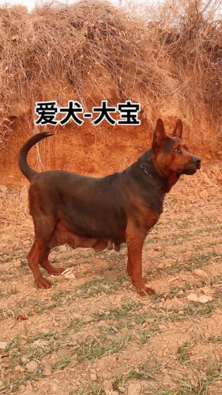 莱州红犬愿所有的犬友都能找到自己喜欢的爱犬人生短短数载喜欢就去