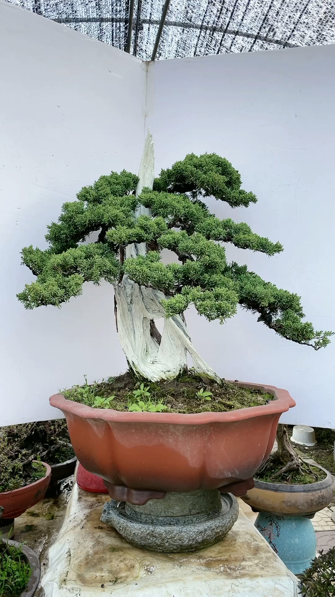 精品真柏盆景