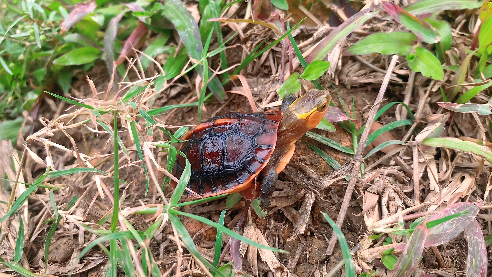 分享顶级血红安缘龟