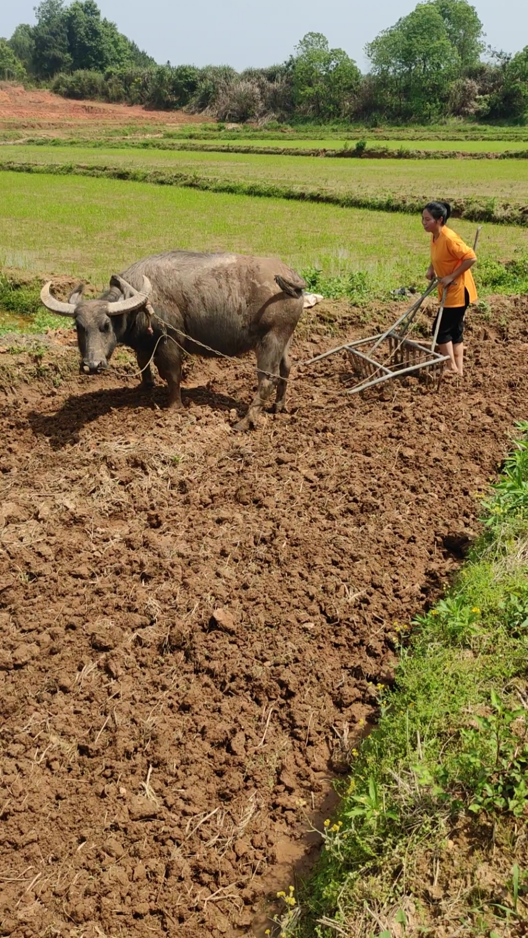 农民种田又苦又累