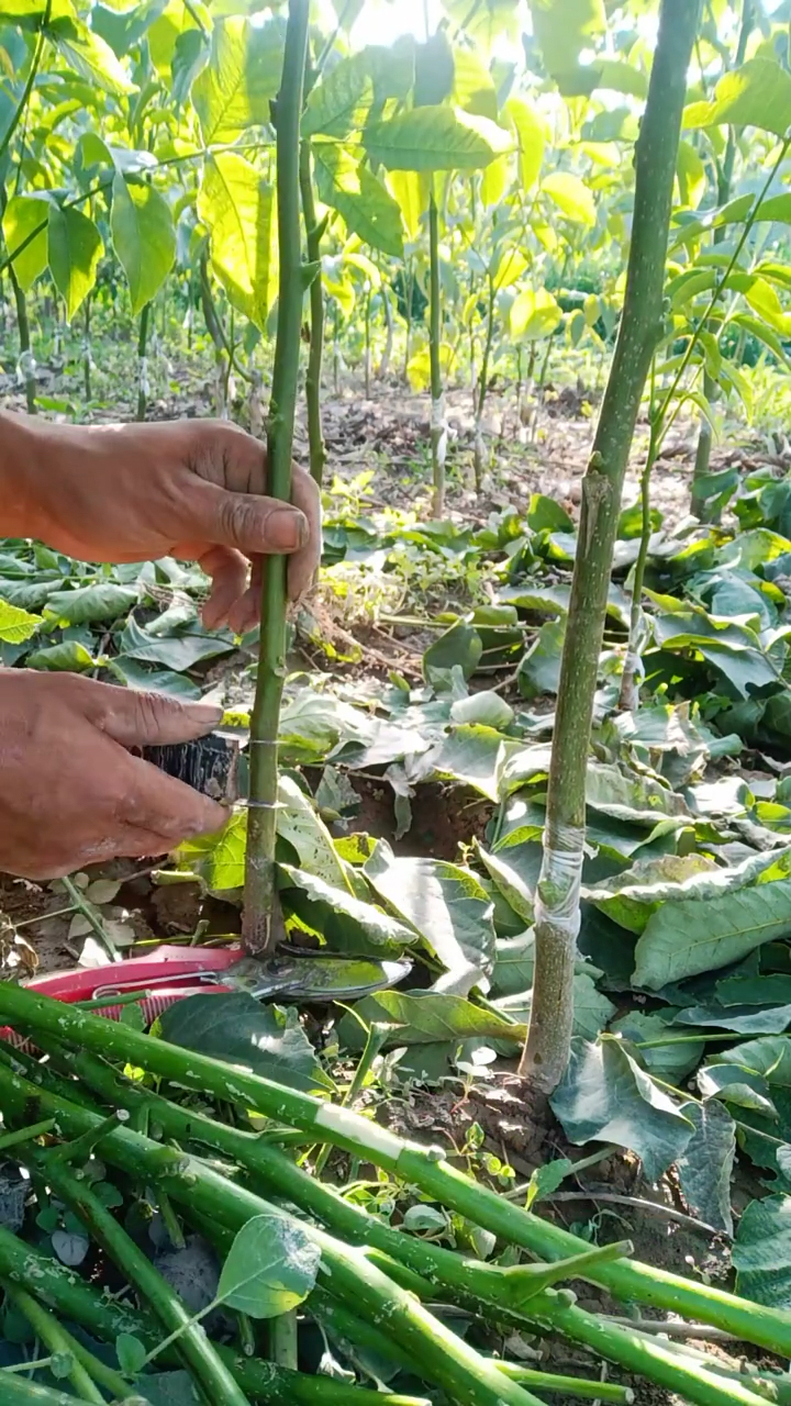 果樹芽接,適合夏季嫁接成活率高