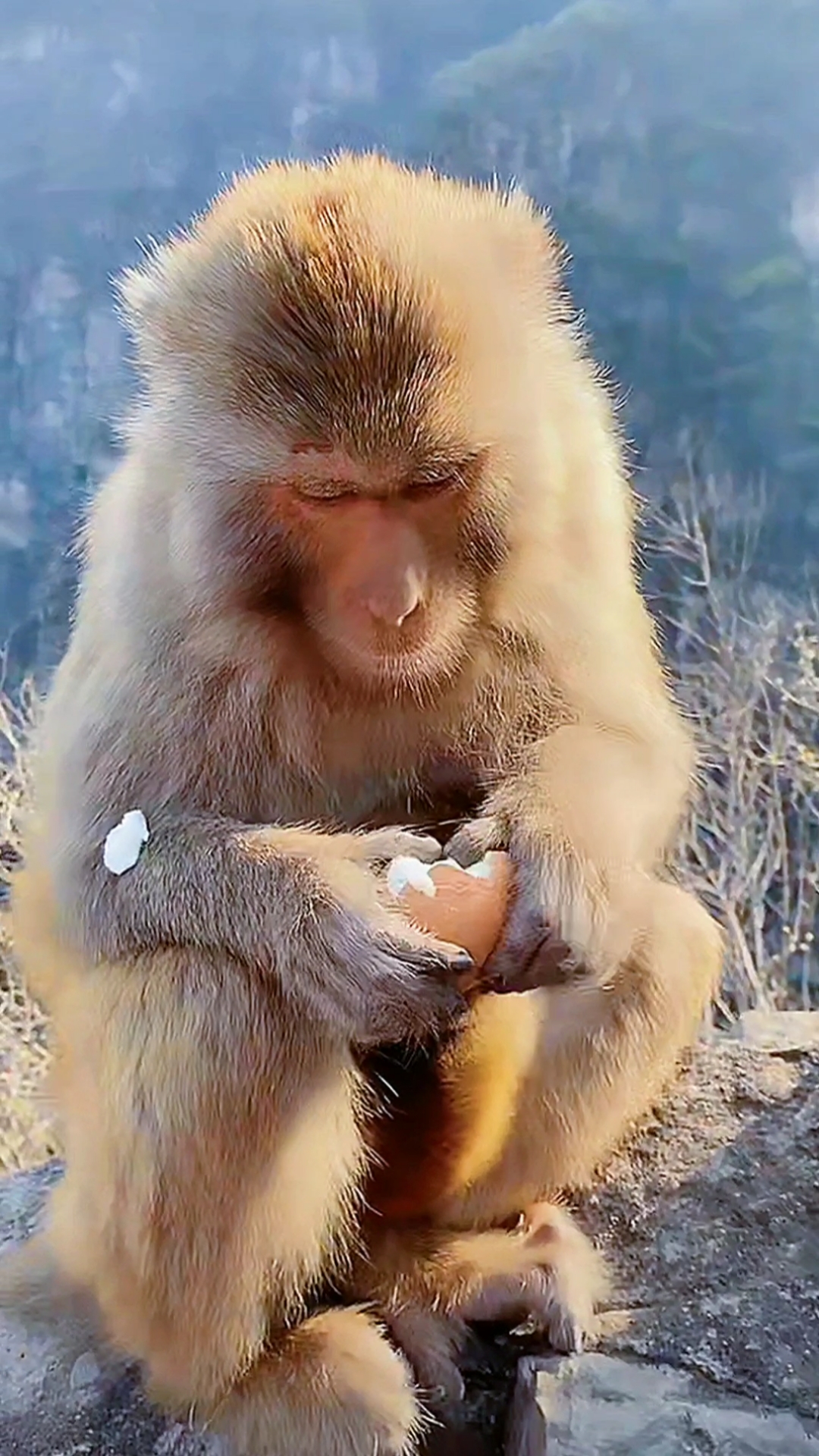 保護野生動物#生猴寶辛苦了,每天一個雞蛋.太行山野生獼猴保護區