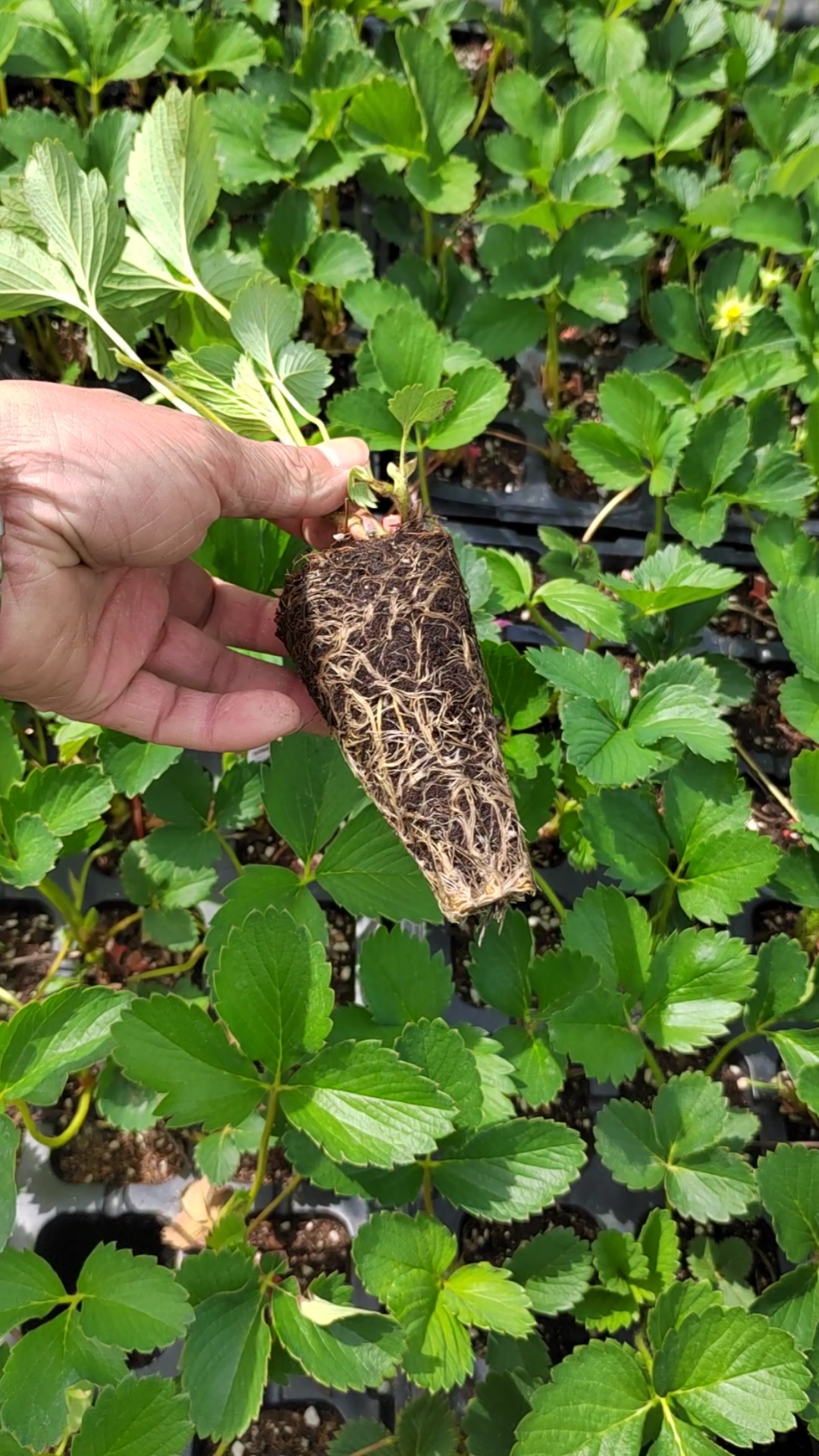 天仙醉草莓苗基地,早熟产量高!-度小视