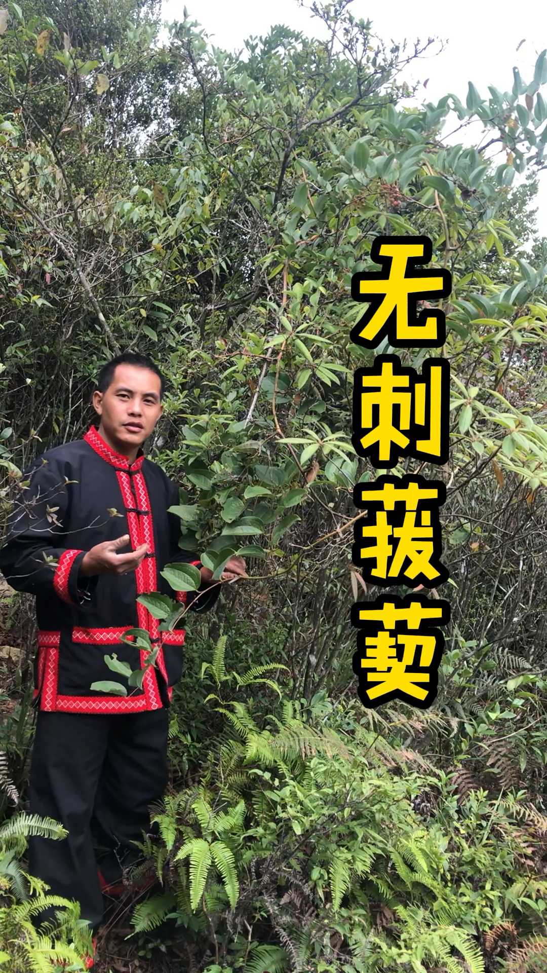 金刚藤分为有刺和无刺两种无刺的块茎比有刺的大煲汤味道也好很多