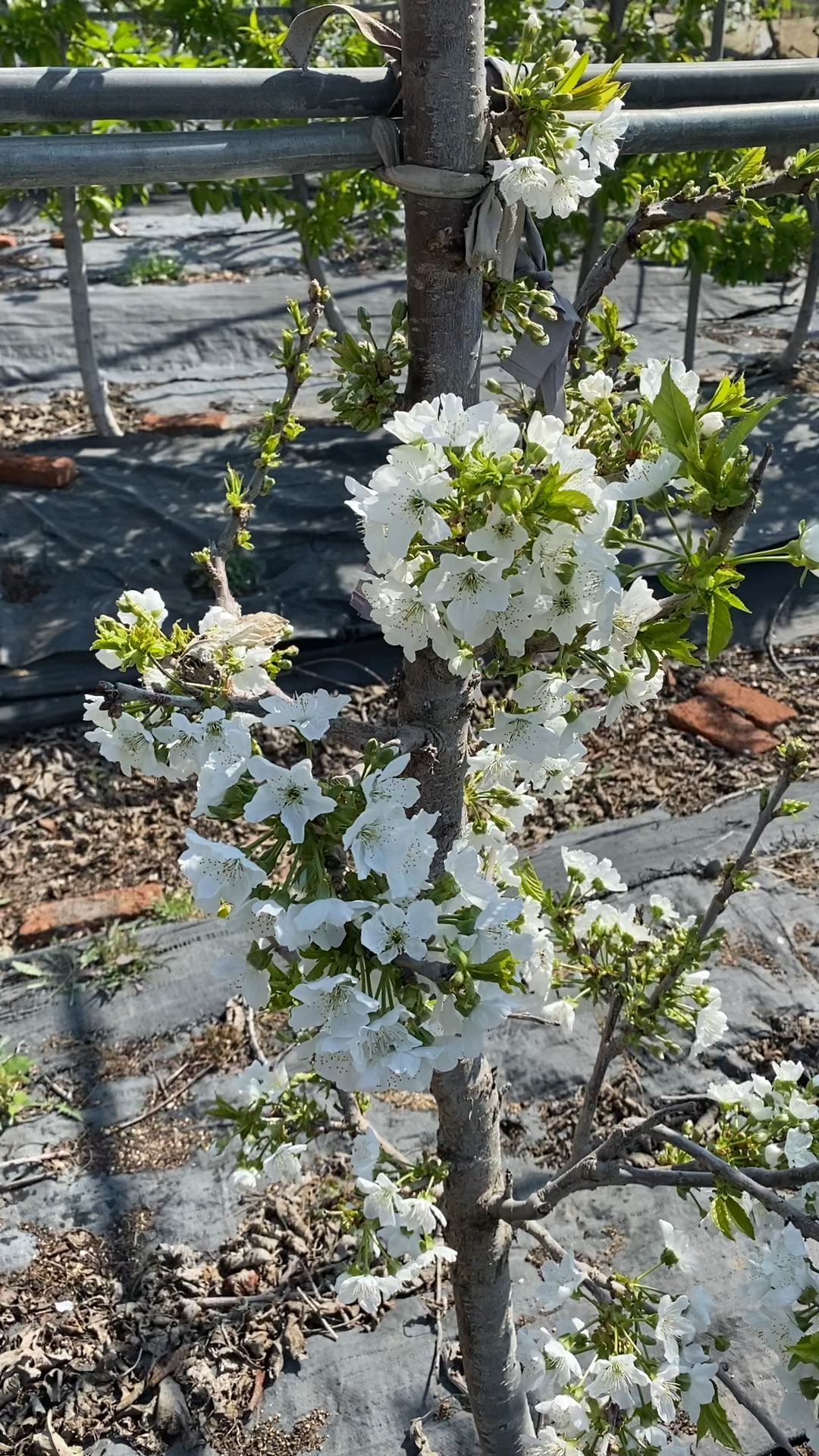 服务三农服务百姓一根棍大樱桃树开花了大家猜一猜一株产量是多少斤