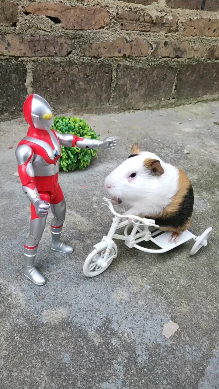 家有萌宠#茶杯猪奥特曼竟然被打败了