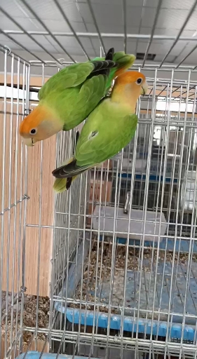 金头绿闪漂亮吧!